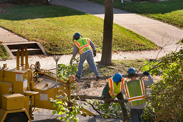 Reliable El Verano, CA Tree Removal Solutions