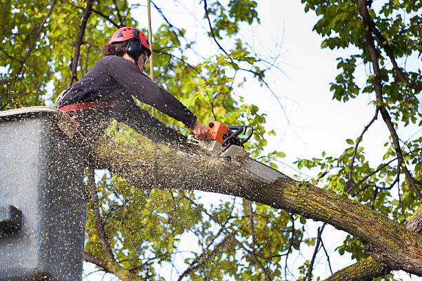 How Our Tree Care Process Works  in  El Verano, CA